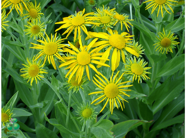 Helenium hoopesii